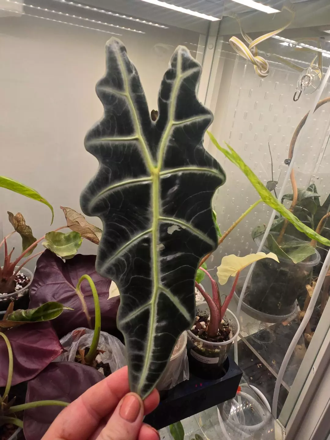 Alocasia Amazonica True Pink - one medium sized corm thumbnail