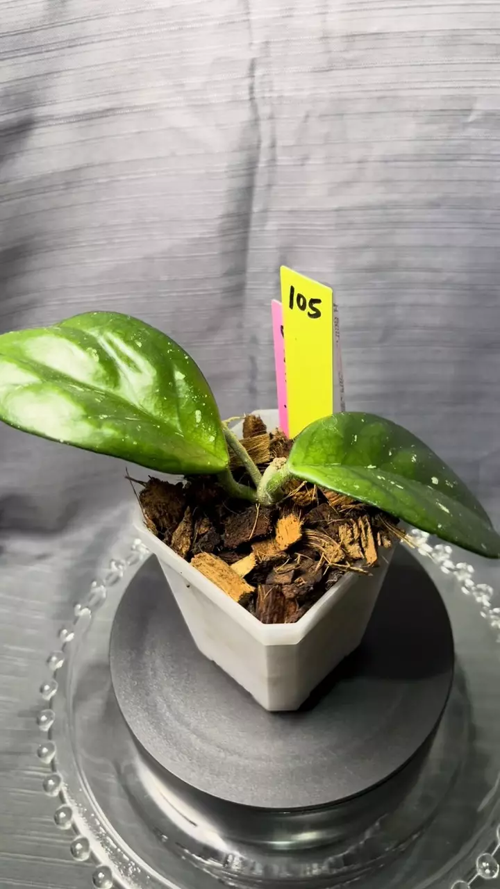 105. H heirloom carnosa ‘Kevin’ w DUNK! thumbnail