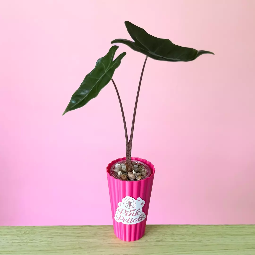 Alocasia Pseudosanderiana Aurea thumbnail
