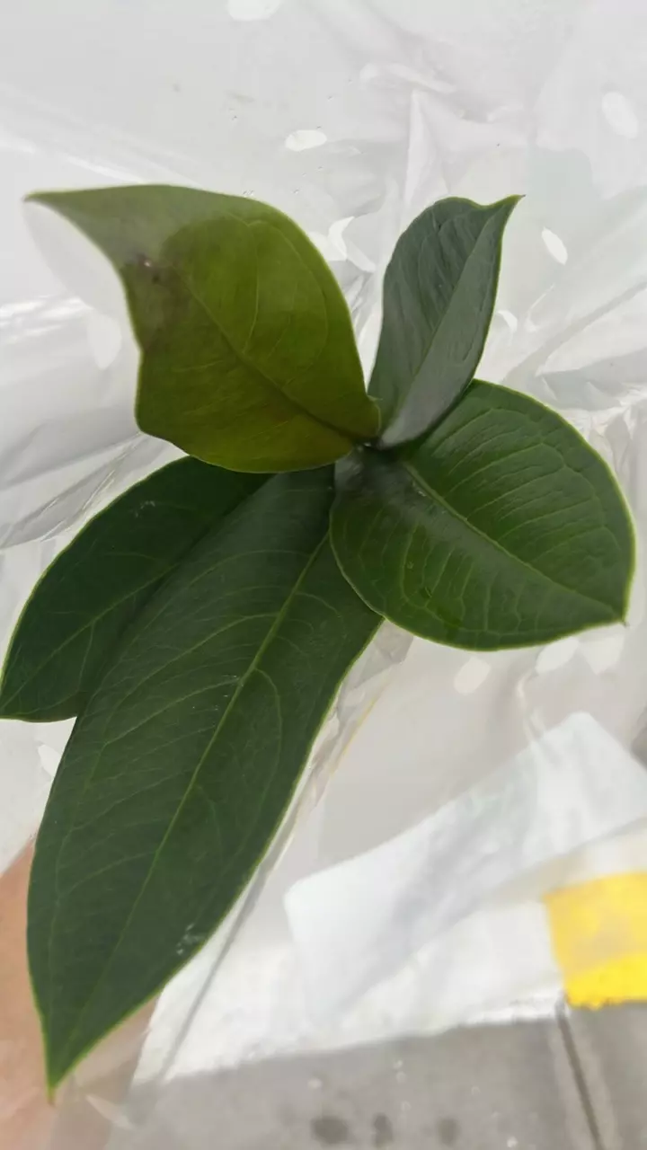 FR789 anthurium nidus Jolis thumbnail