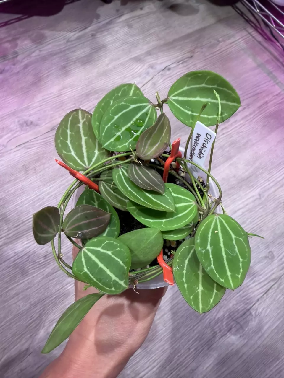 Dischidia watermelon thumbnail