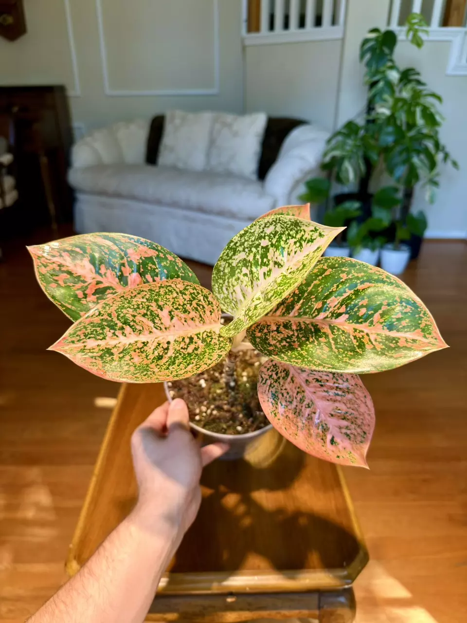 Orange Stardust Aglaonema | Imported From Indonesia | 7-Inch Container thumbnail