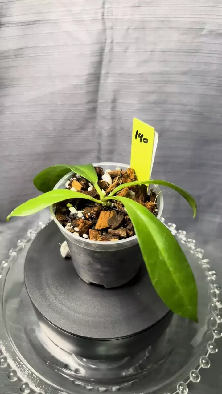 140. H callistophylla sm leaf x unk thumbnail