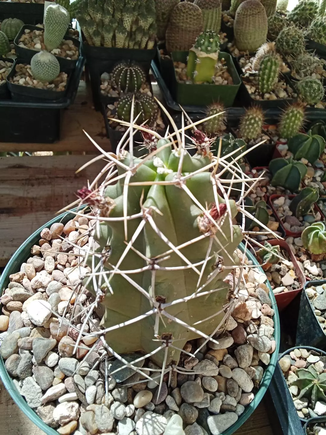 Echinocereus Triglochidiatus cactus thumbnail