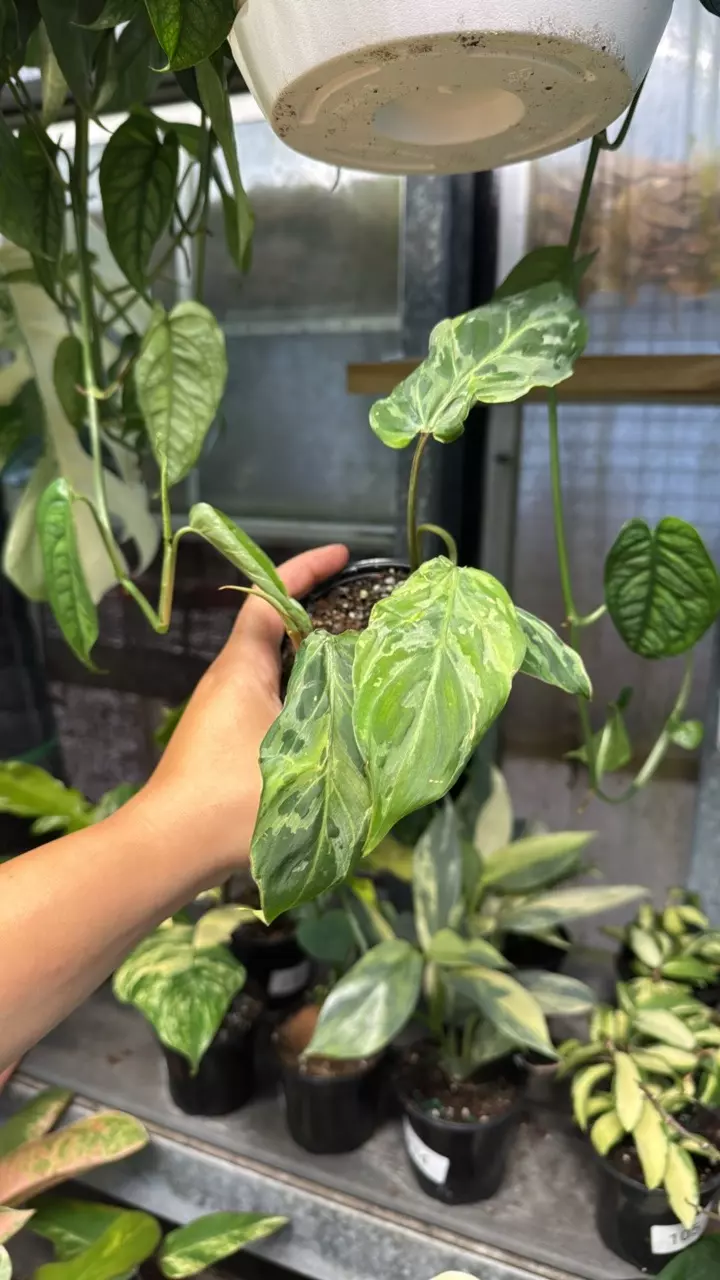 187 Gloriosum Snow leopard thumbnail