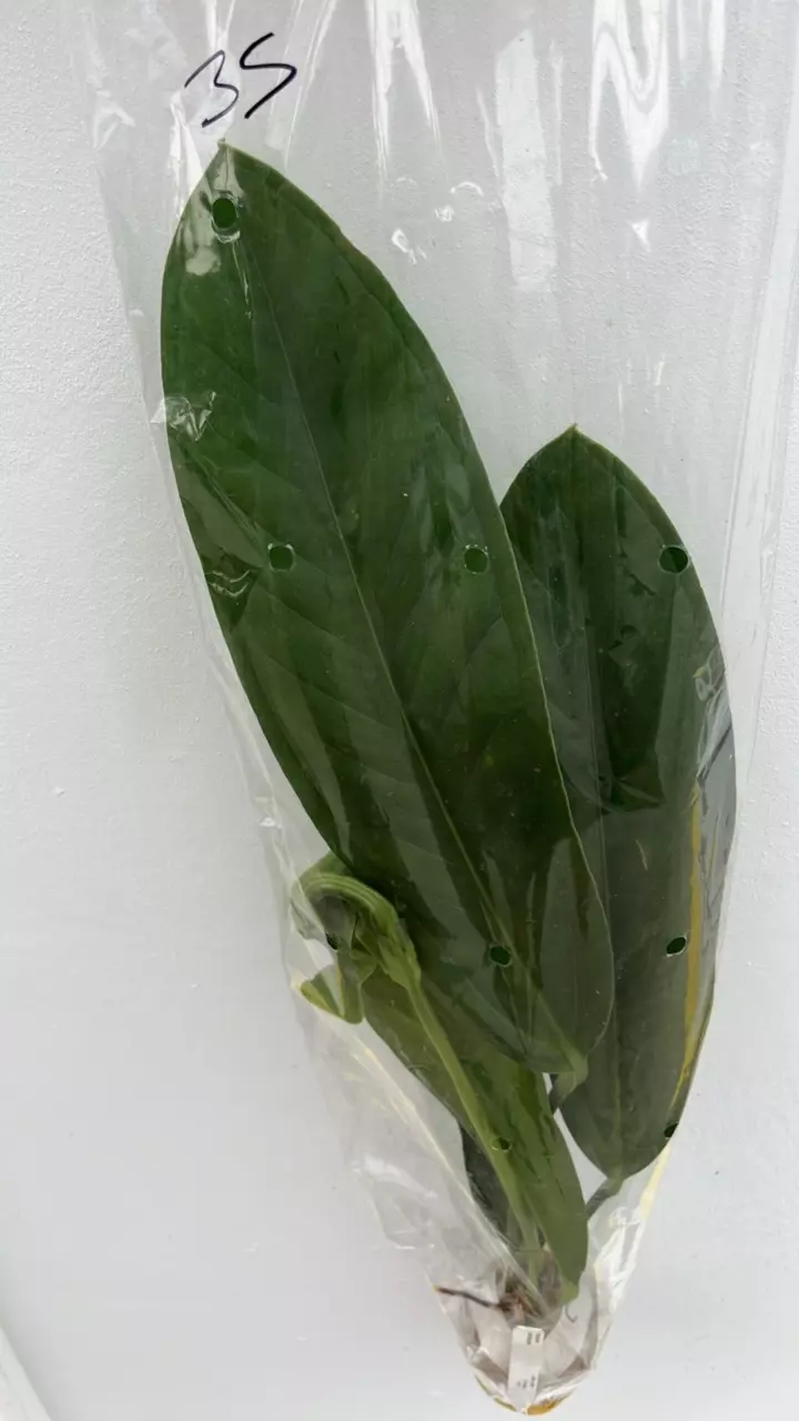 FR797 Anthurium cachabianum thumbnail