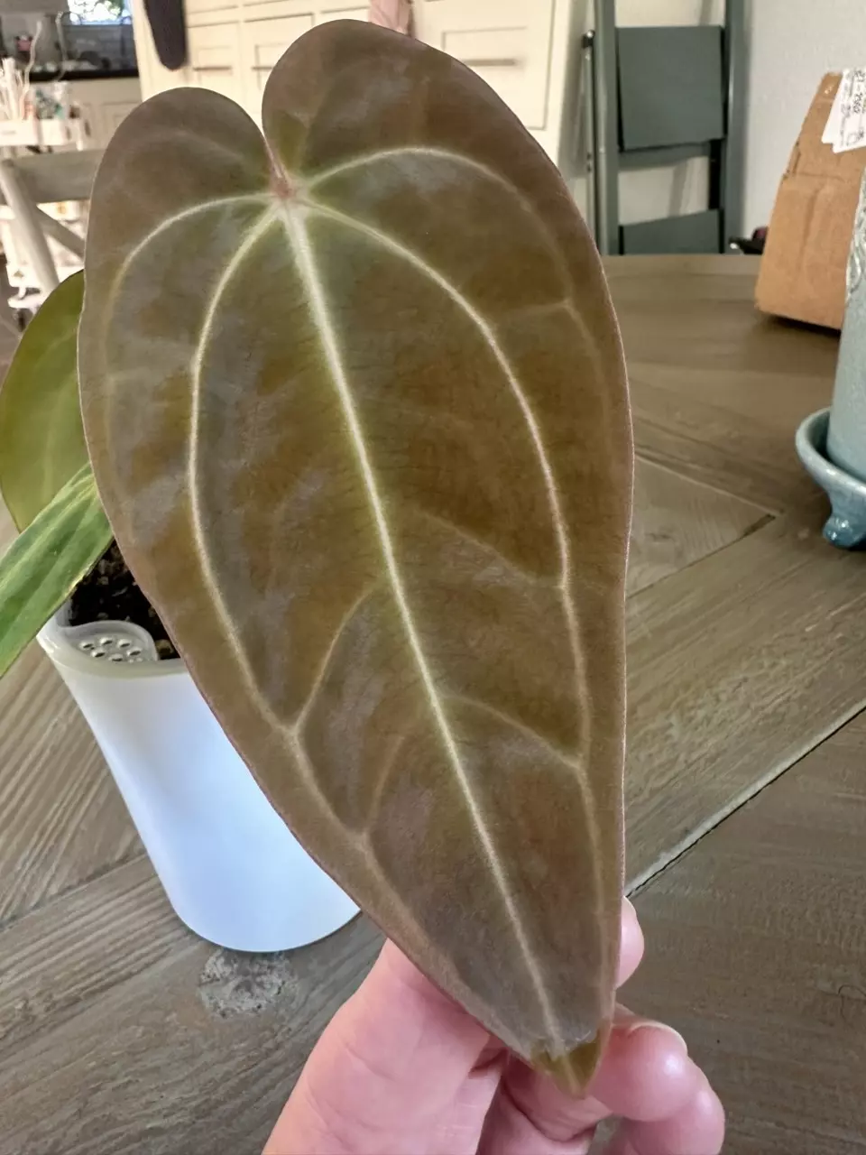 1111 - Anthurium Carla Zero x (Variegated crystal x Black Velvet) thumbnail