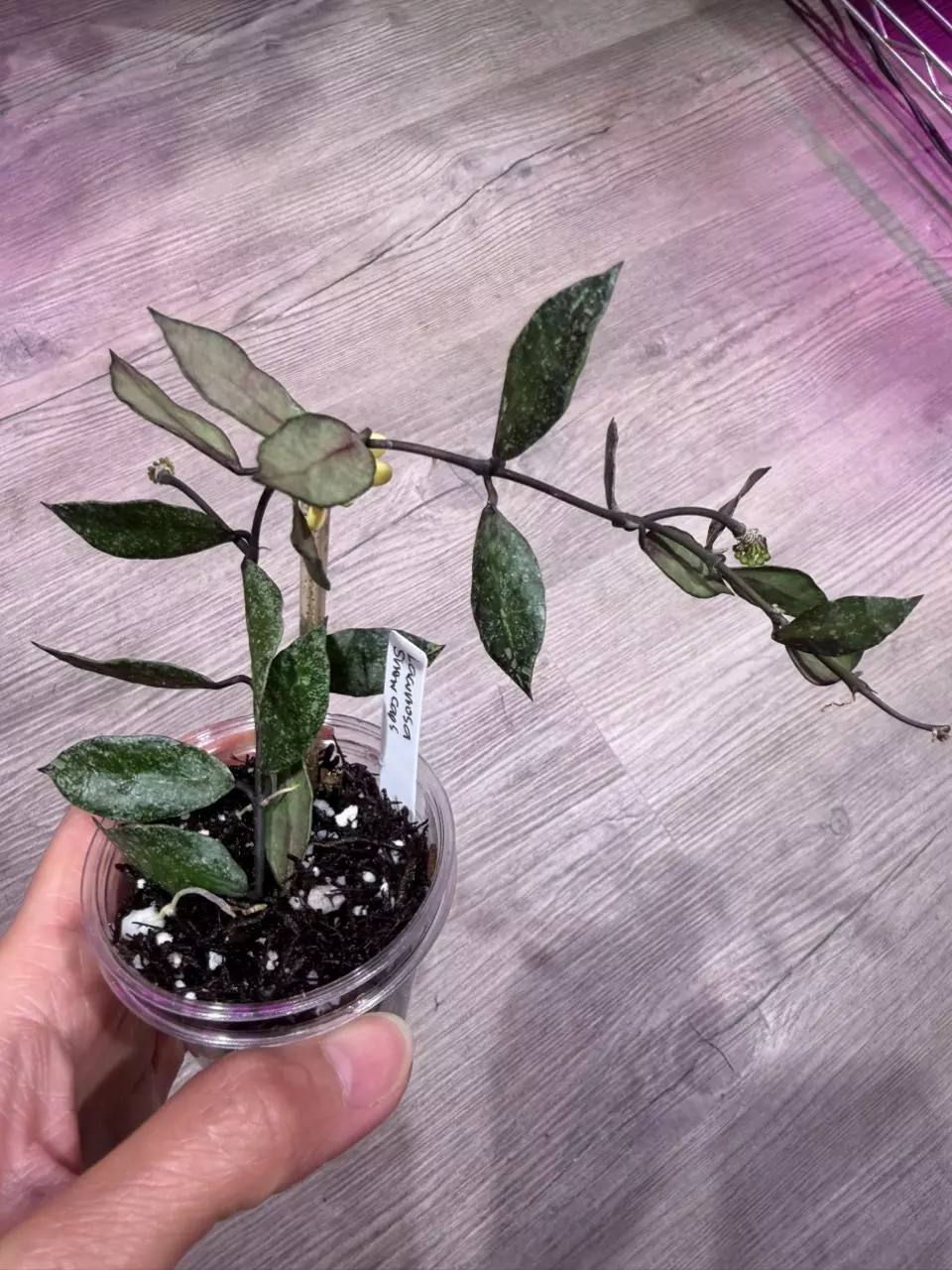 Hoya Lacunosa Snow Caps thumbnail