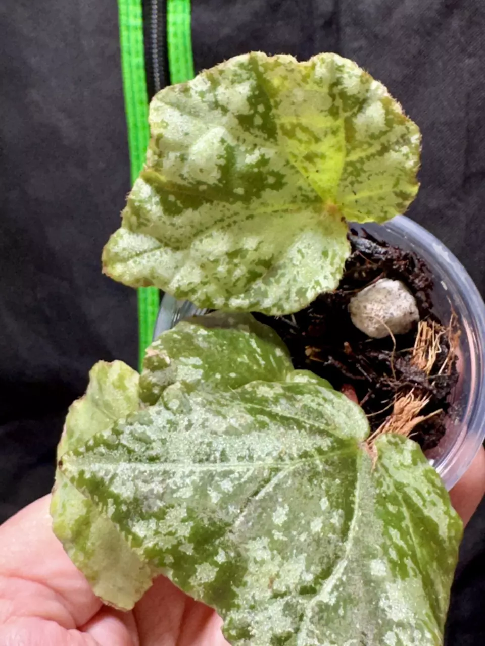 0639 Begonia U074 thumbnail