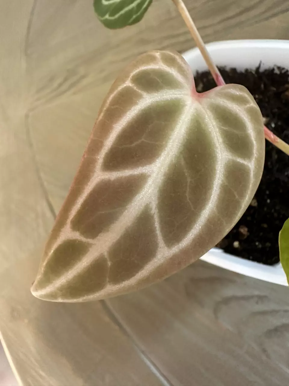 1106 - Anthurium Chocolate Crystal x self - Scott Cohen thumbnail