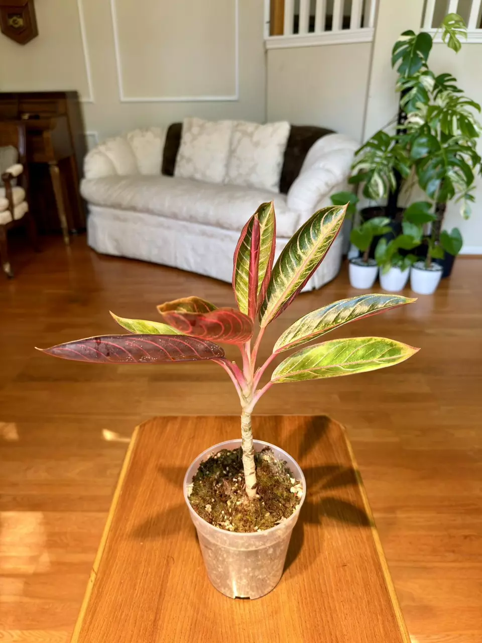Red Sumatra Aglaonema | Imported From Indonesia | 5-Inch Container thumbnail