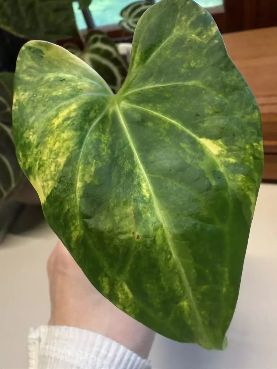 A. Variegated Clarinervium *Double-headed thumbnail
