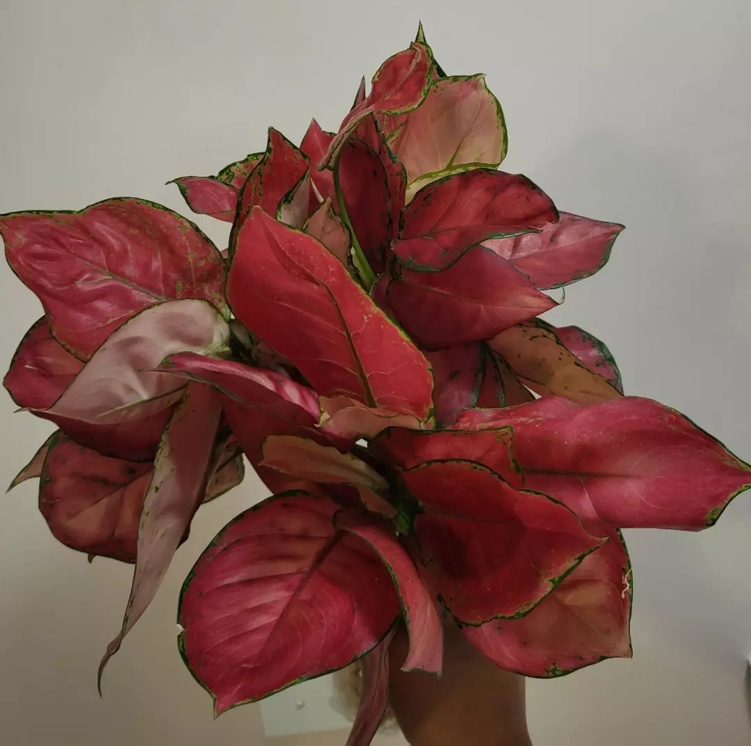 Aglaonema super Red thumbnail