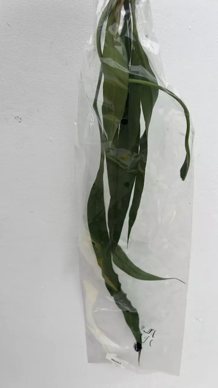 FR786 anthurium vittariifolium thumbnail