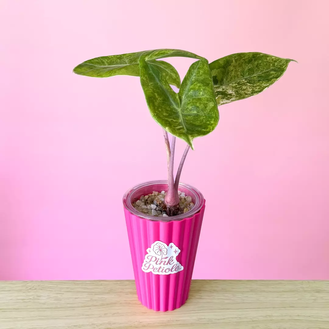 Alocasia Pink Dragon Aurea Mother Plant thumbnail