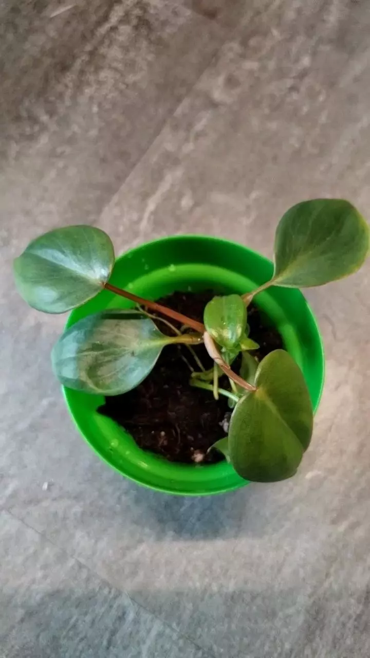 Philodendron billietiae x pastazanum thumbnail