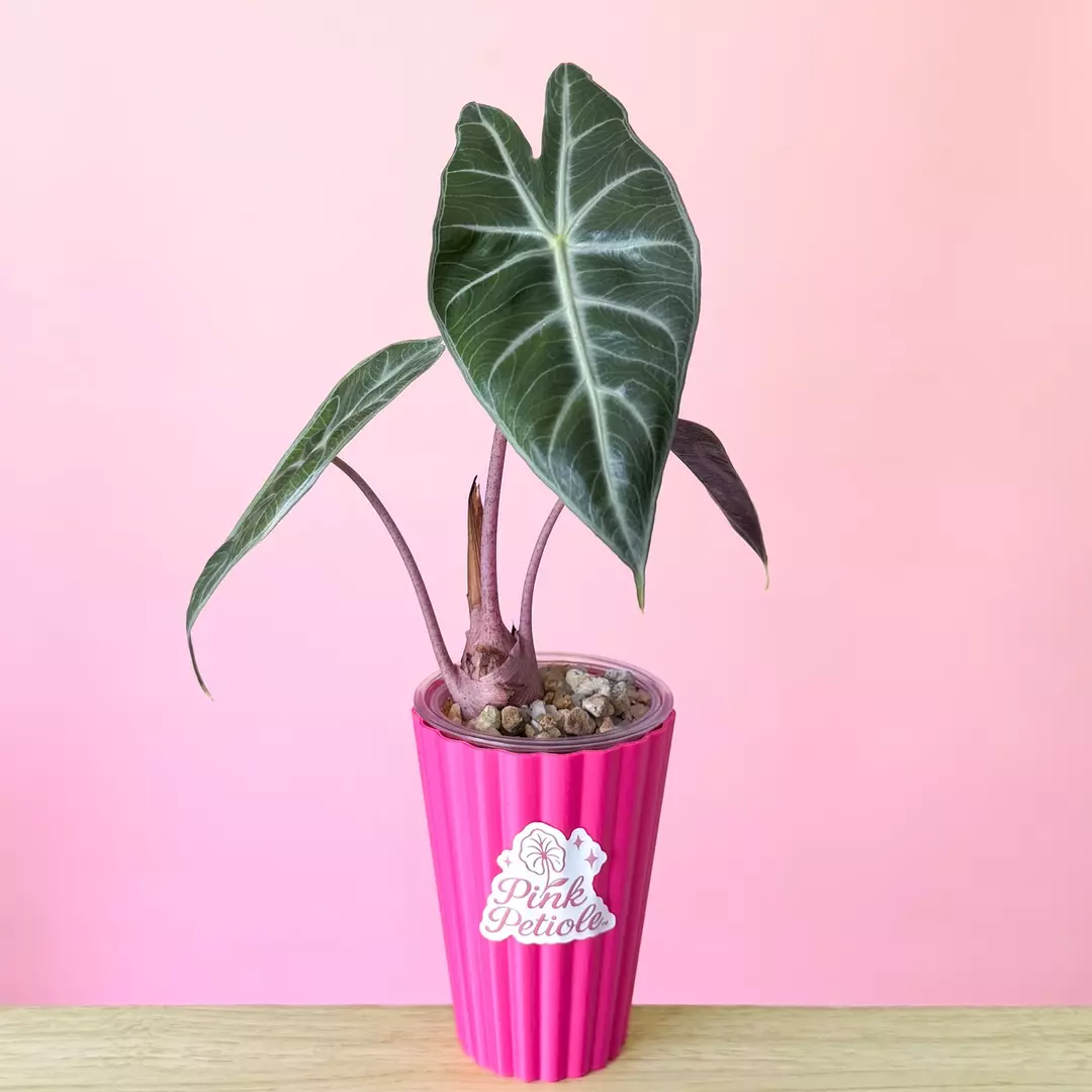 Alocasia Nairobi Nights Mother Plant thumbnail