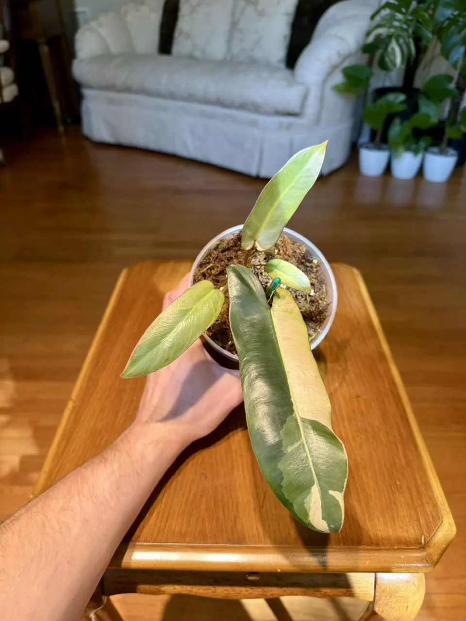 Variegated Atabapoense Philodendron | Imported From Indonesia | 5-Inch Container thumbnail