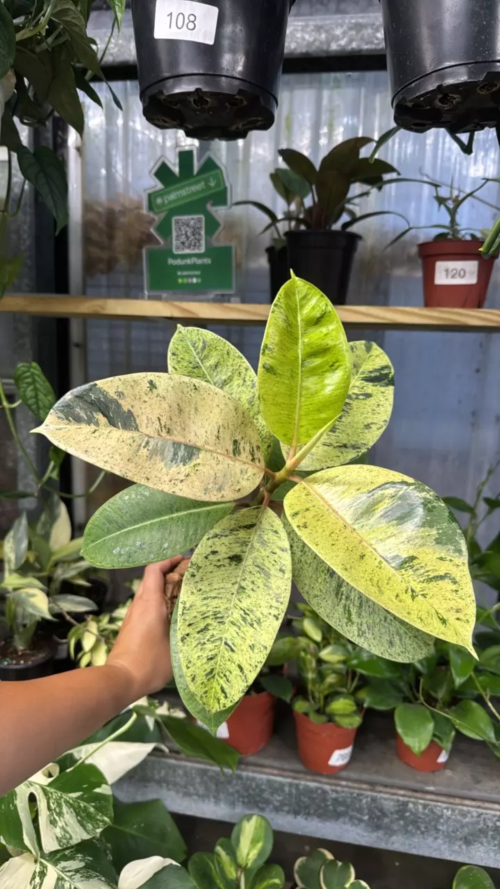 190 Ficus Shivereana Moonshine thumbnail