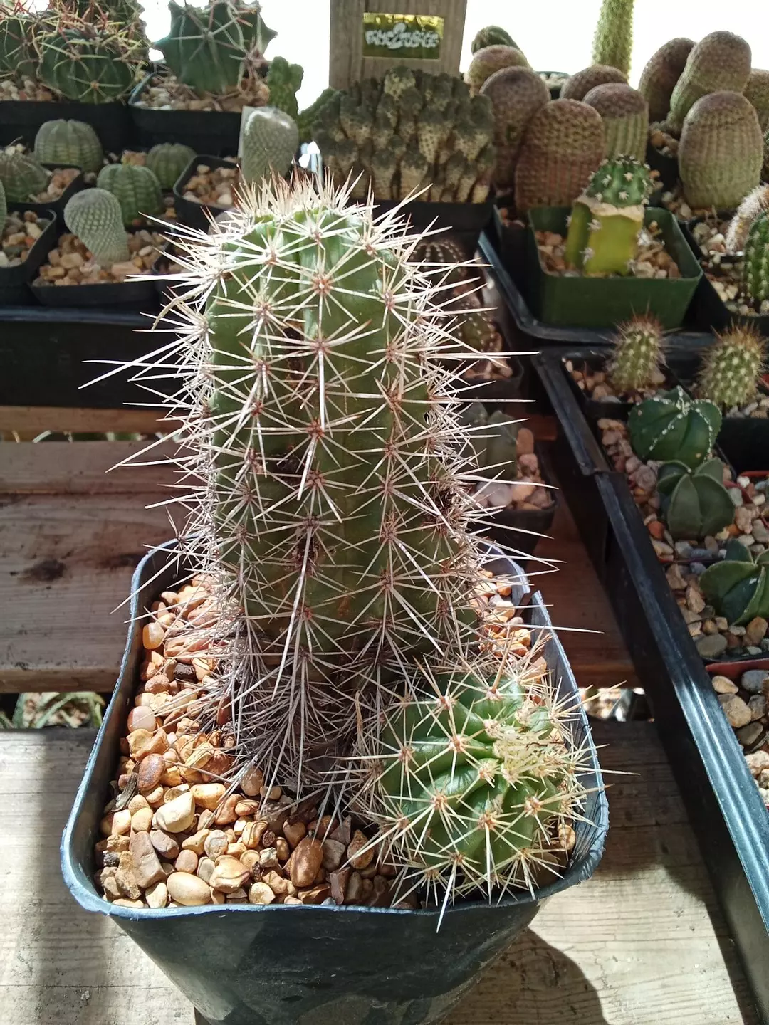 Echinocereus Triglochidiatus ssp 'melanacanthus' cactus thumbnail