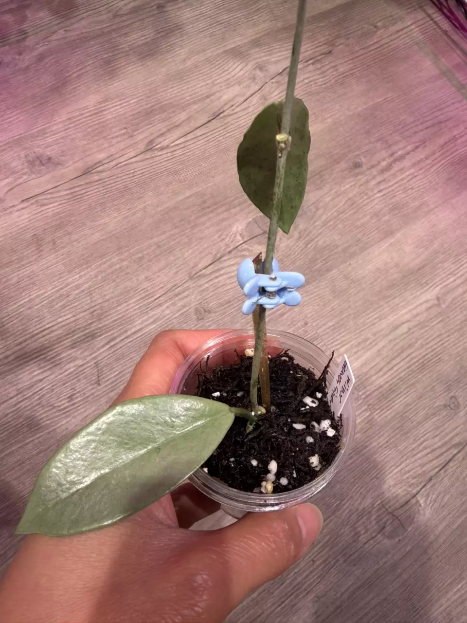 Hoya Wilbur Graves Silver thumbnail