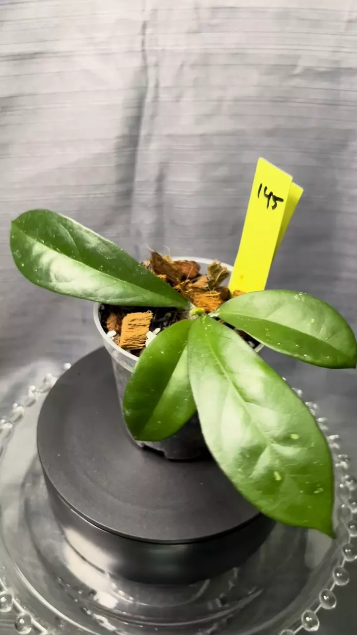 145. H callistophylla sm leaf x unk thumbnail