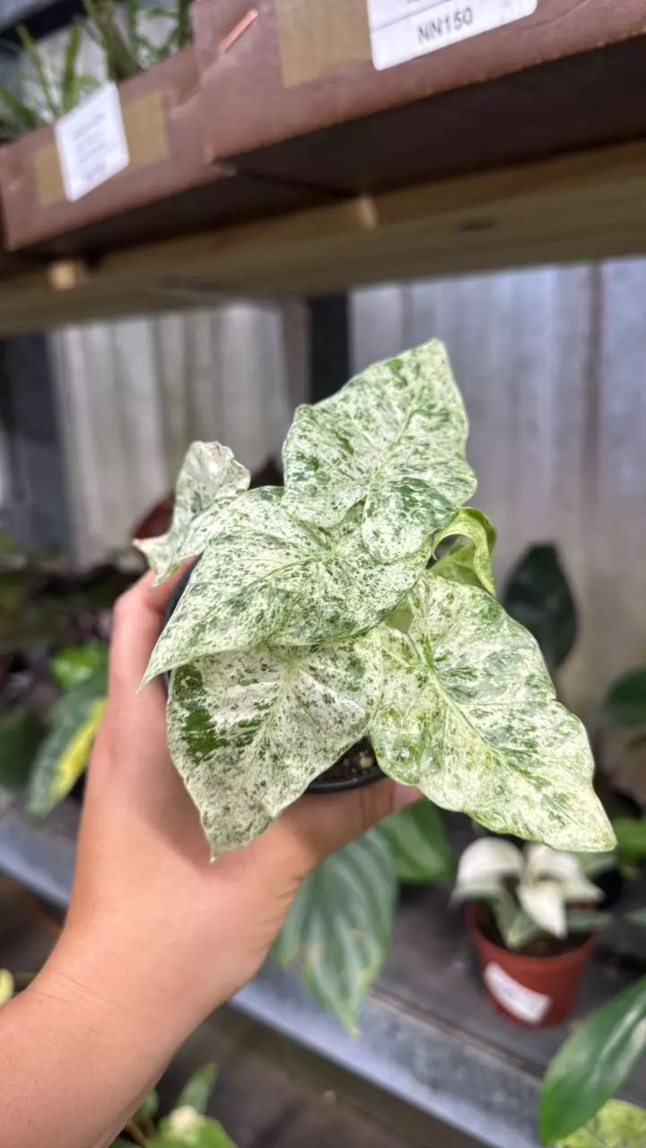 199 Alocasia Blizzard thumbnail