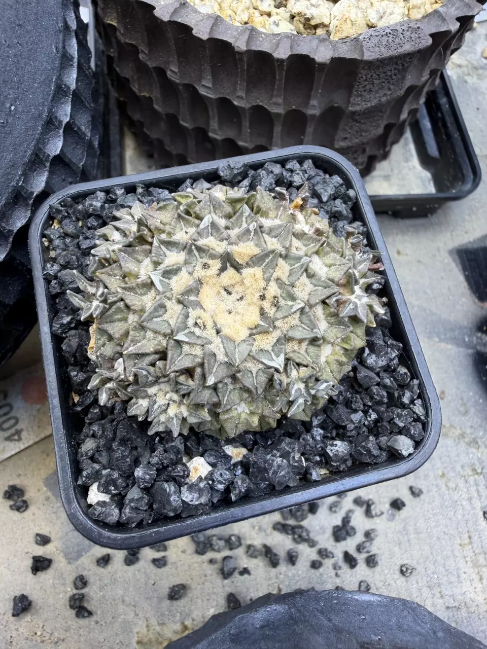 4005 - Ariocarpus kotscheybayanus var. albiflorus from seed thumbnail