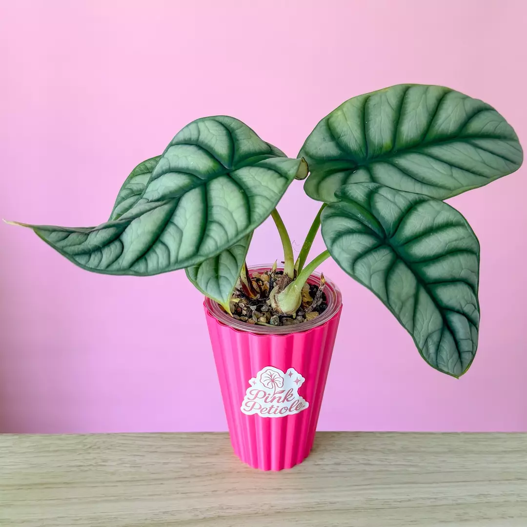 Alocasia Silver Dragon Mother Plant thumbnail