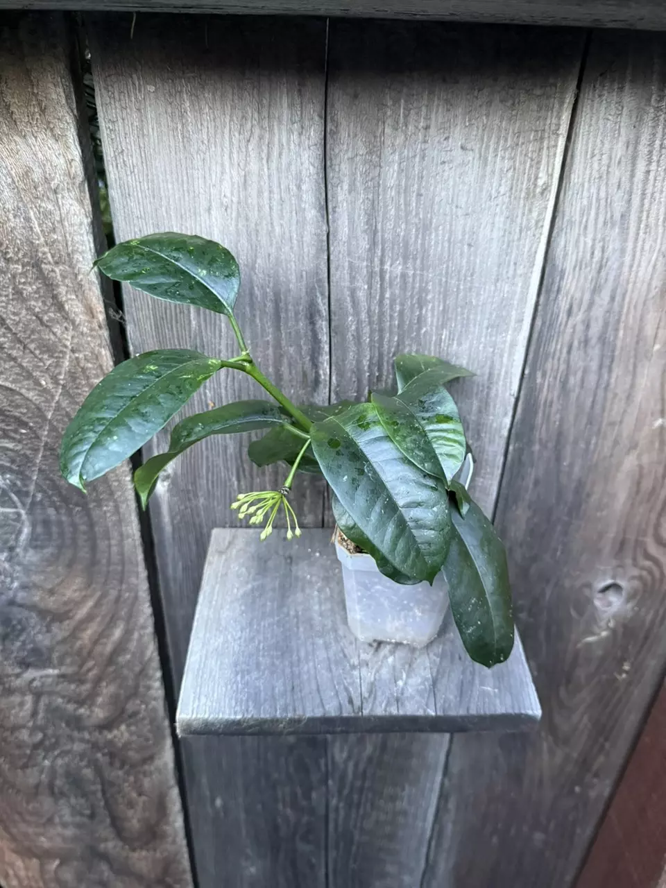Hoya multiflora thumbnail