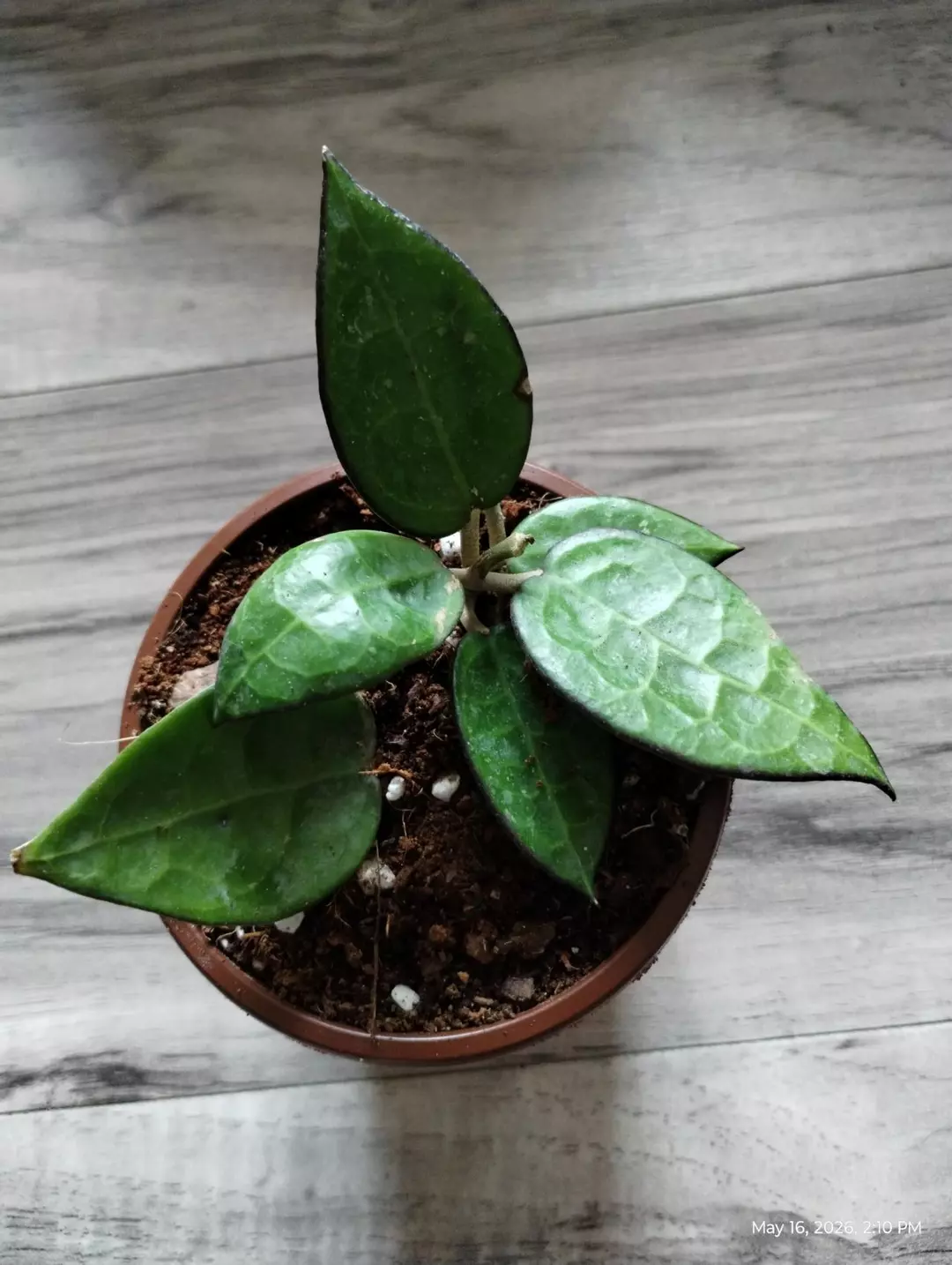 Black margin hoya thumbnail