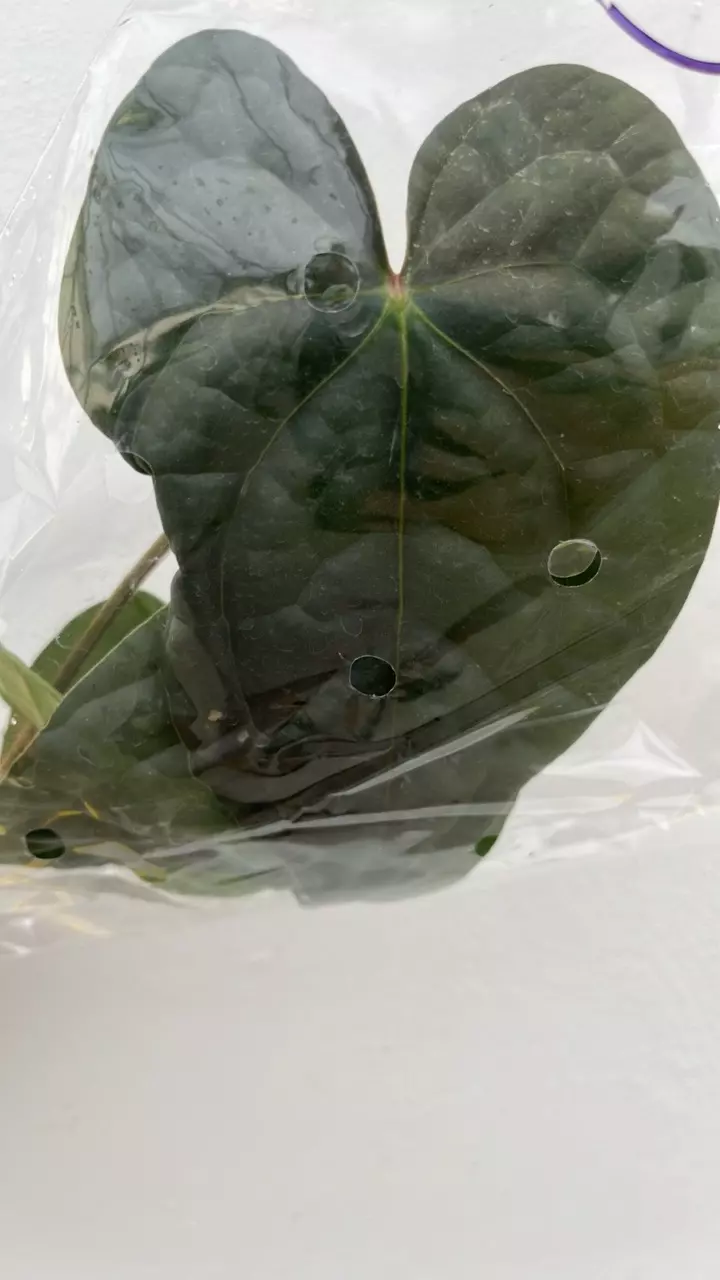 FR792 Anth Magnificent Silver x luxurians Oasis thumbnail