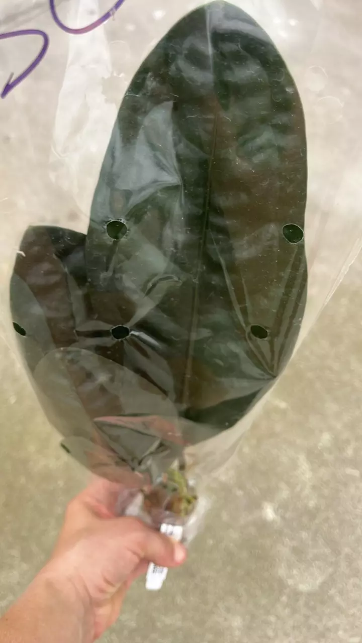 FR795 Anthurium superbum thumbnail