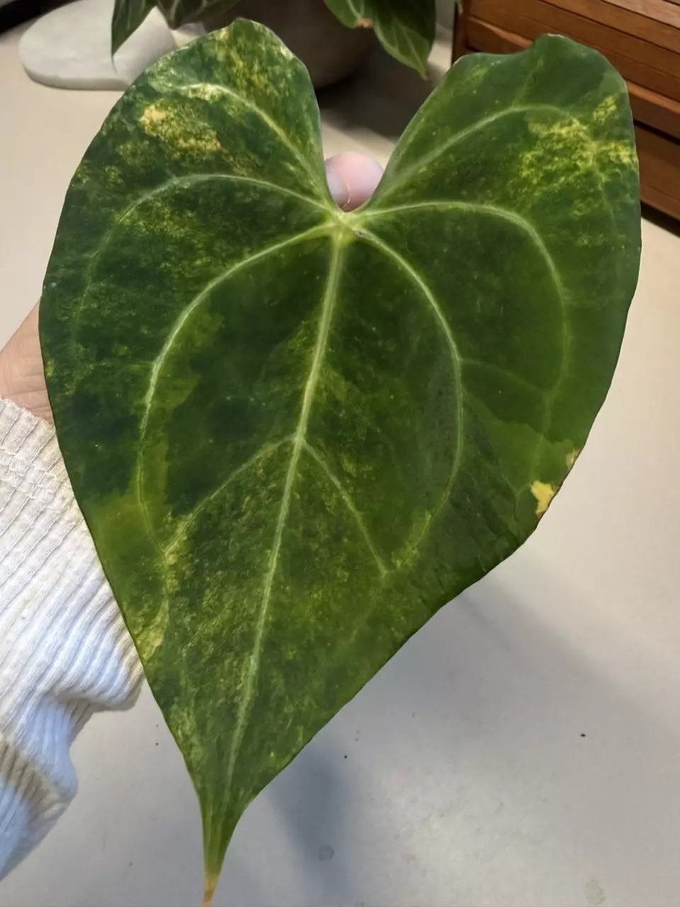 A. Variegated Clarinervium *Mature thumbnail
