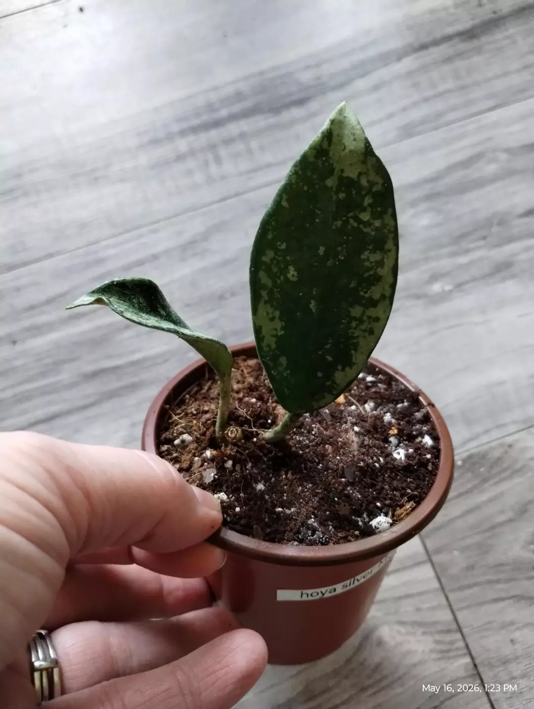 Silver Moon hoya thumbnail