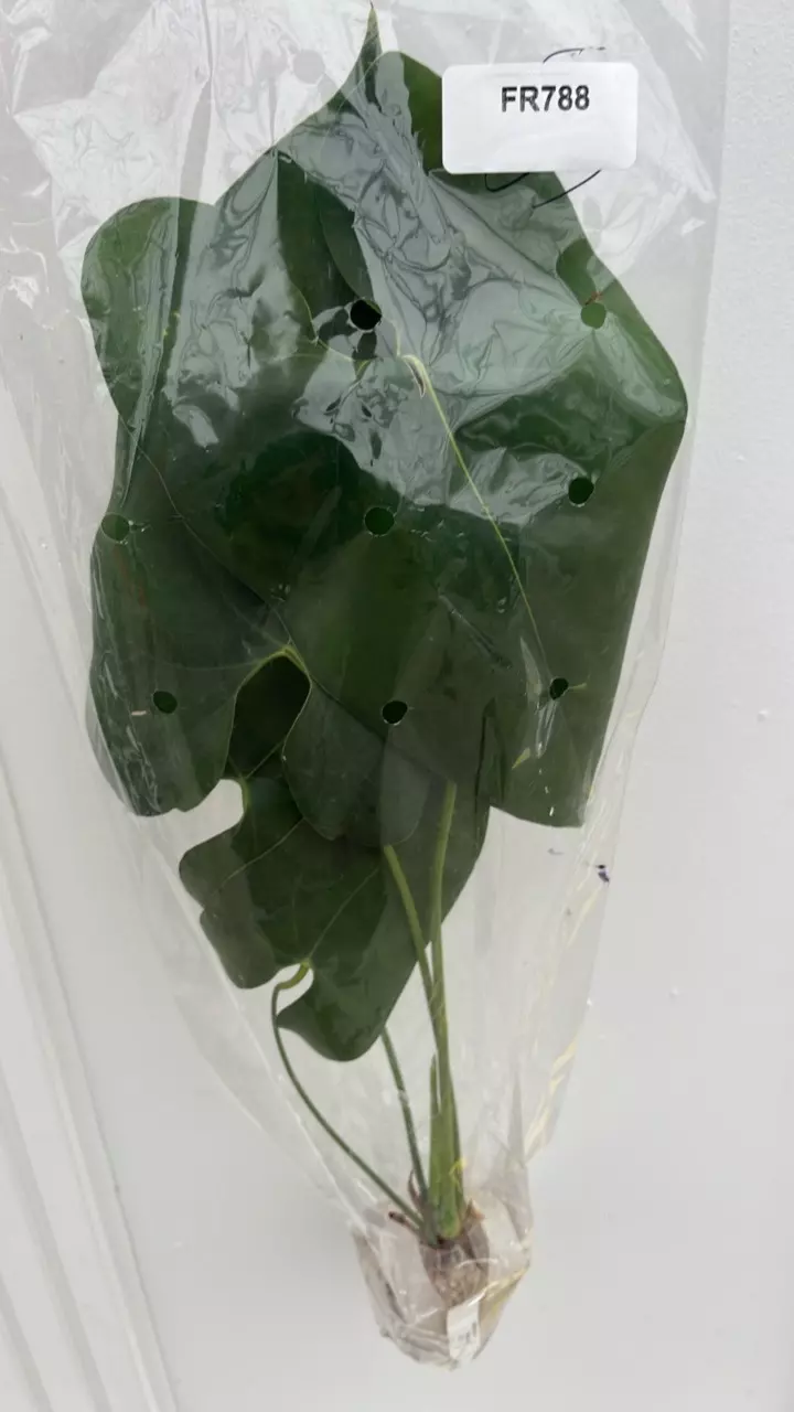FR788 Anthurium macdanielli thumbnail