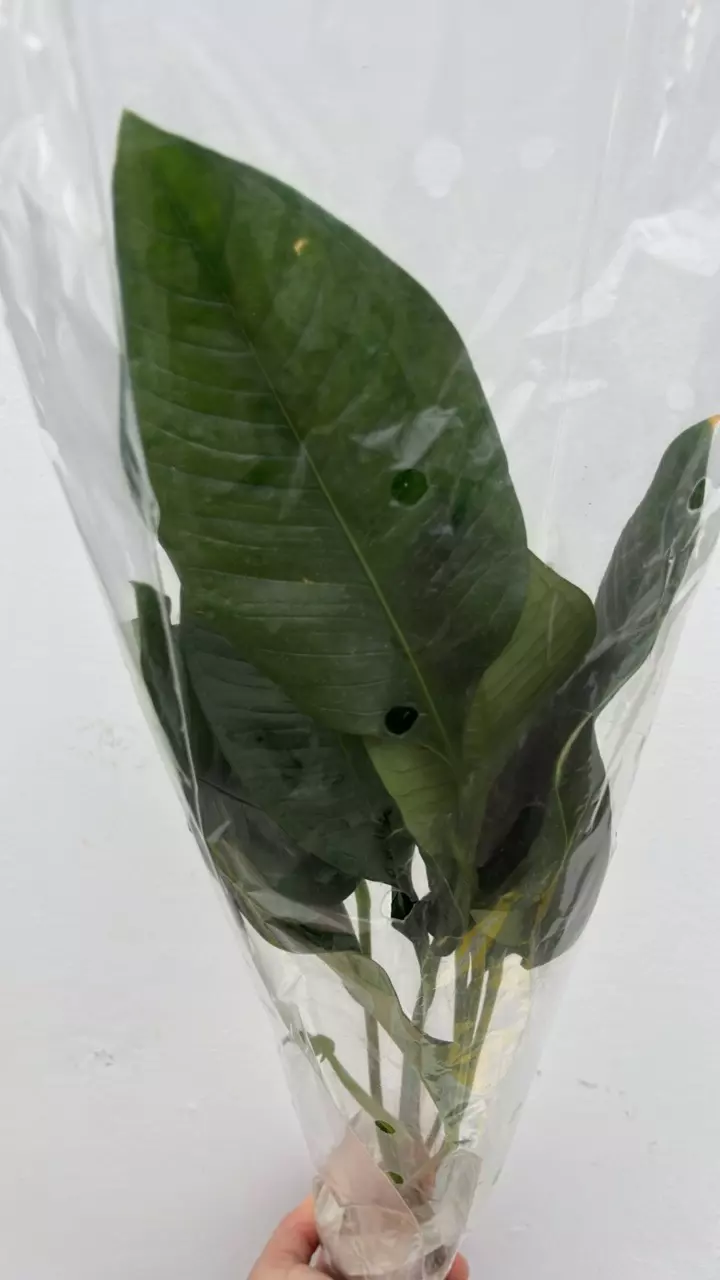 FR796 Anthurium umbricola thumbnail