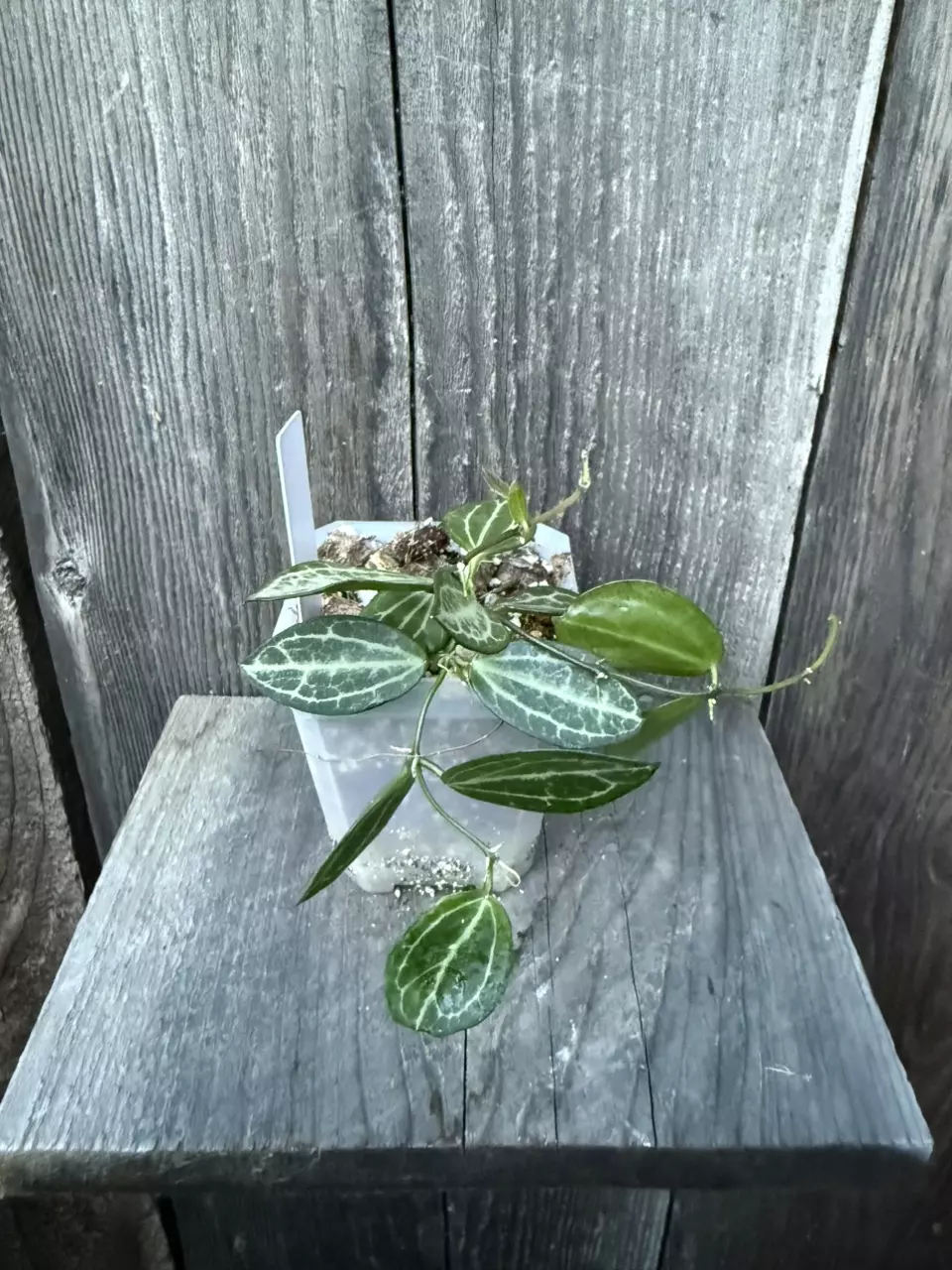 Dischidia ovata thumbnail