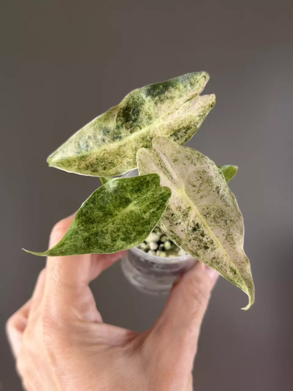 887 Alocasia Black Satun Stardust thumbnail