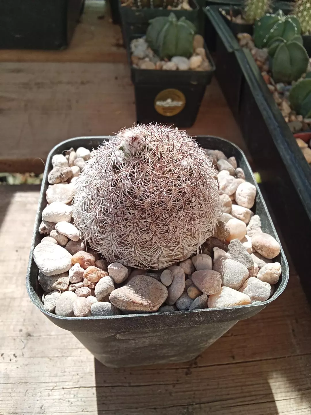 Echinocereus Reichenbachii var. 'Perbellus' 'Ball' cactus seedling thumbnail
