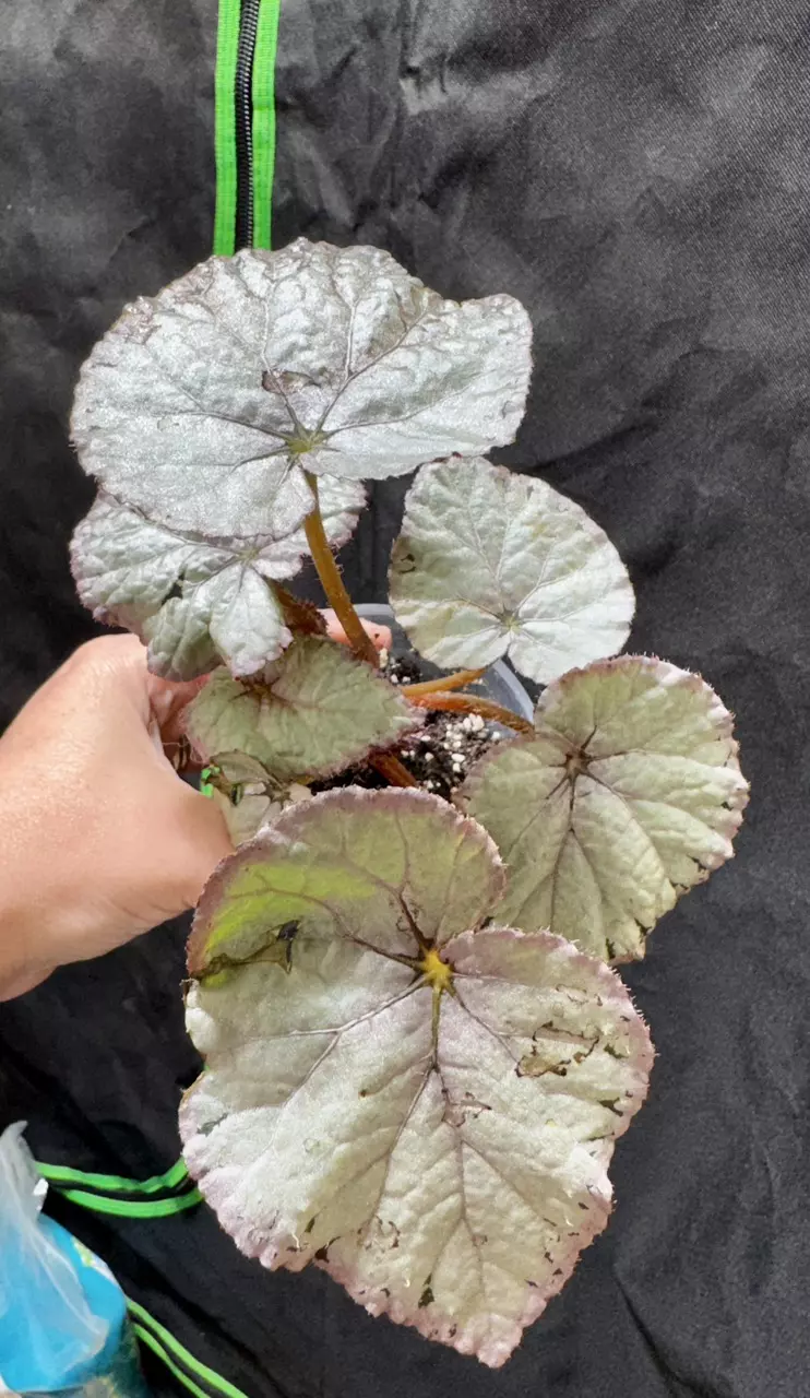 805 Begonia Silver Dollar thumbnail