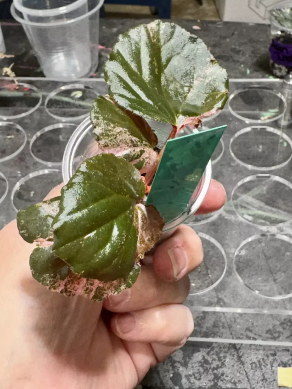 798 pink cucullata begonia thumbnail