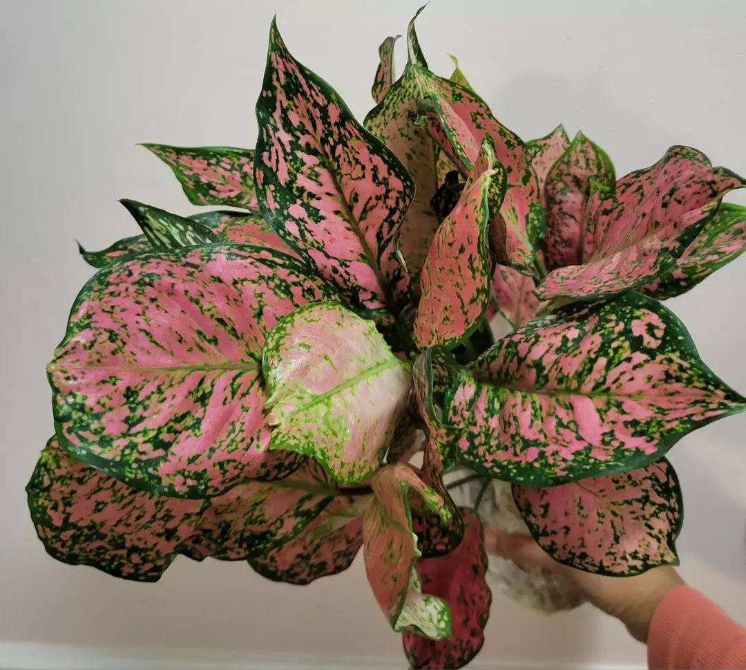 Aglaonema sexy ruby thumbnail