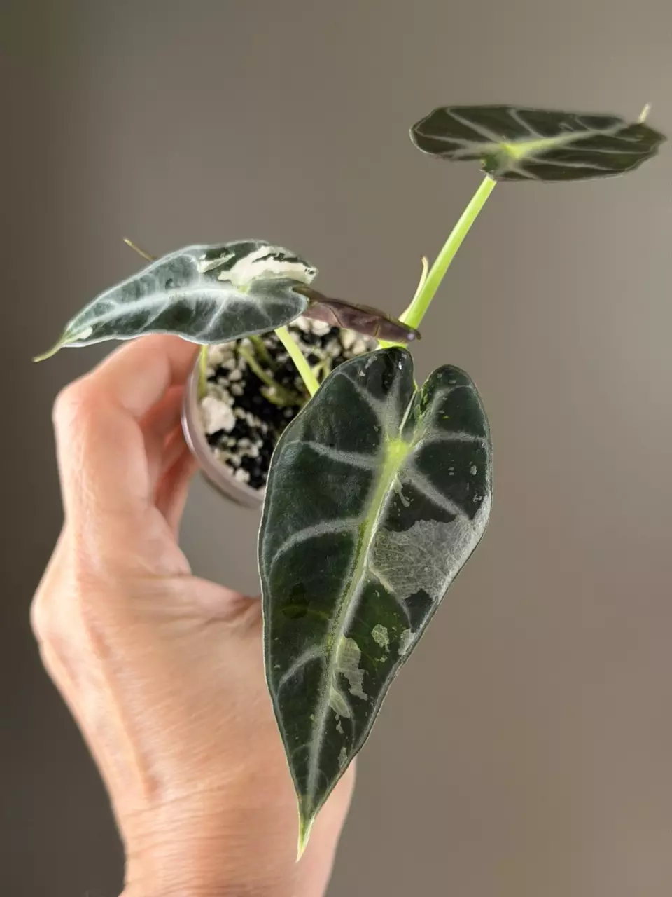 893 Alocasia Bambino Green/Albo thumbnail