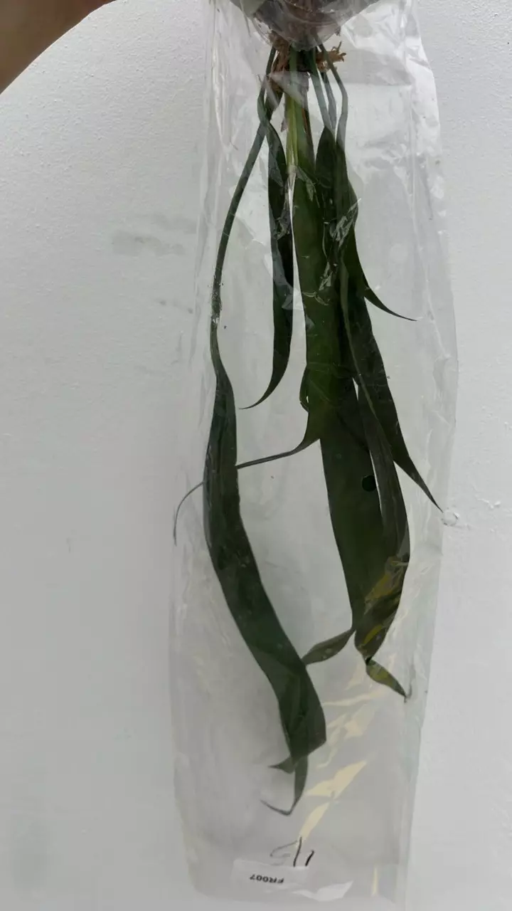 FR007 Anthurium vittariifolium thumbnail