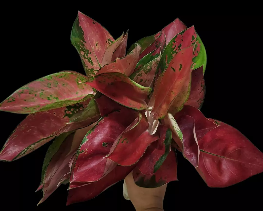 Aglaonema orange cochin thumbnail
