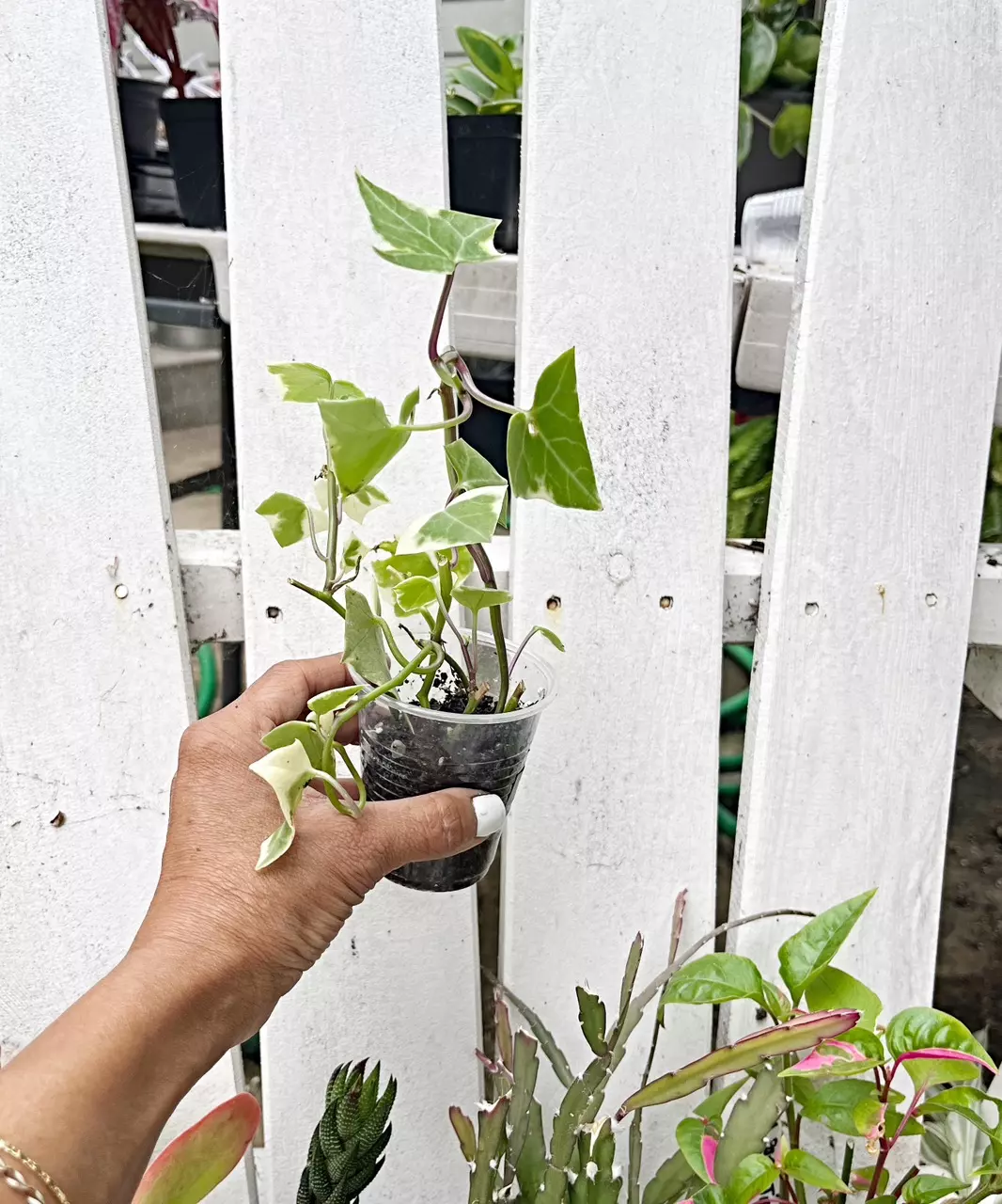🎋Variegated Wax Ivy thumbnail