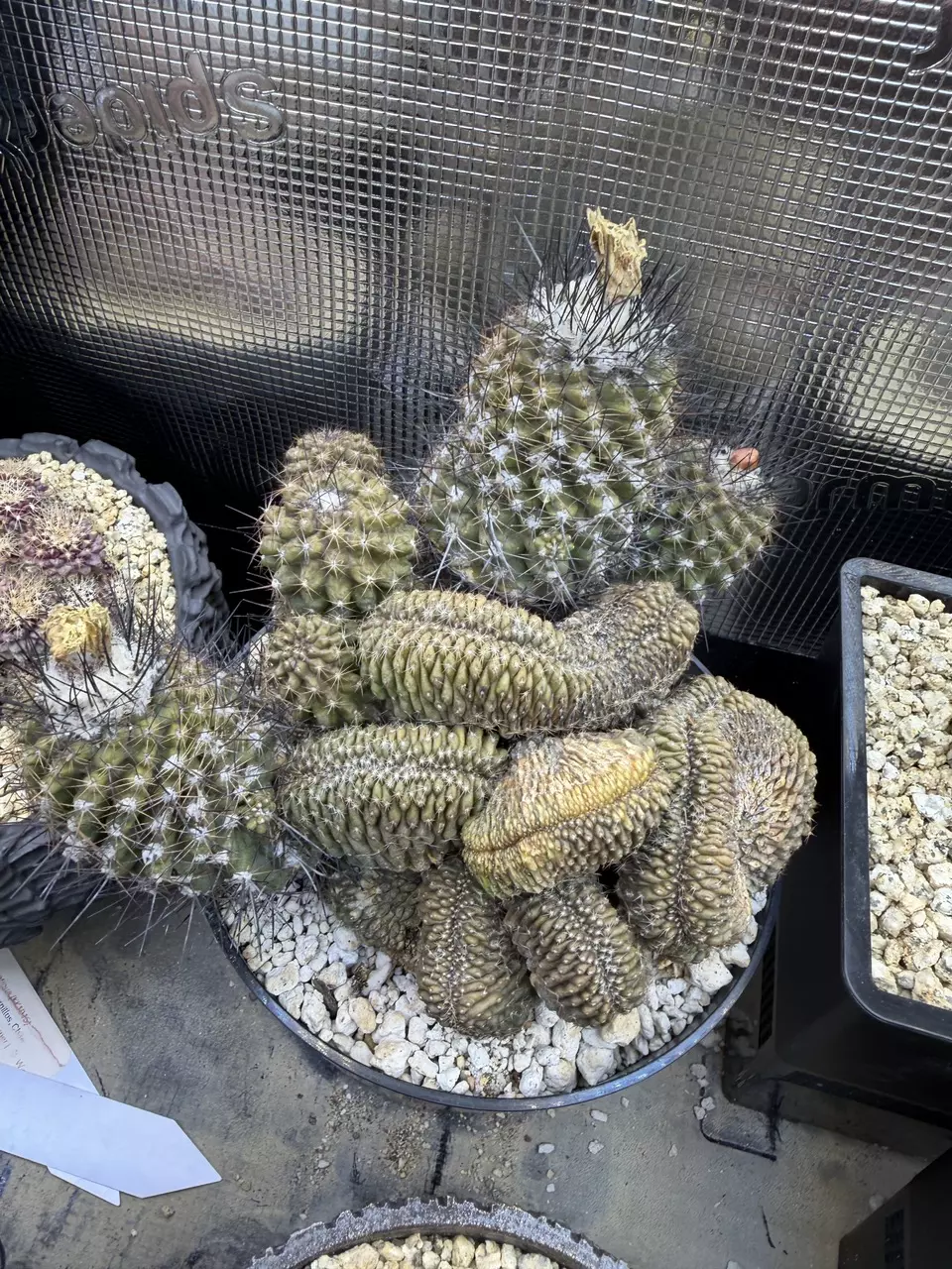 Copiapoa humilis f. cristata from seed thumbnail