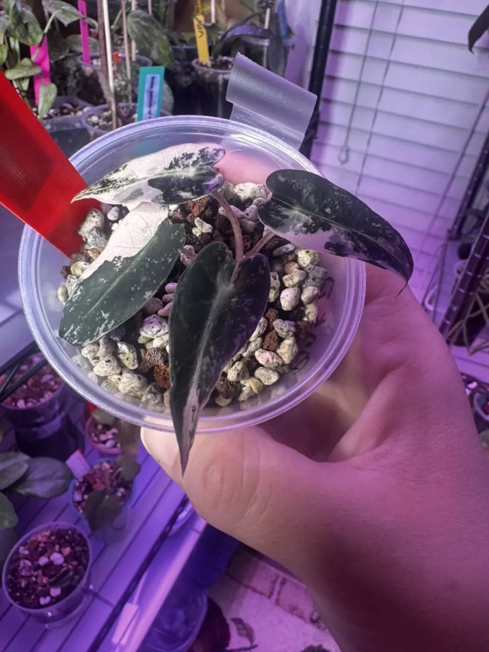Alocasia pink bambino thumbnail