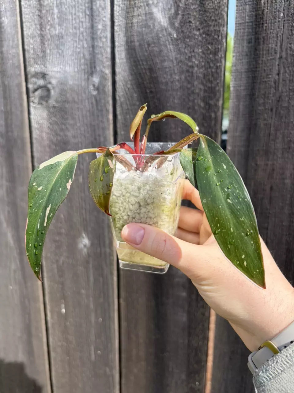 Philodendron Pink Princess thumbnail